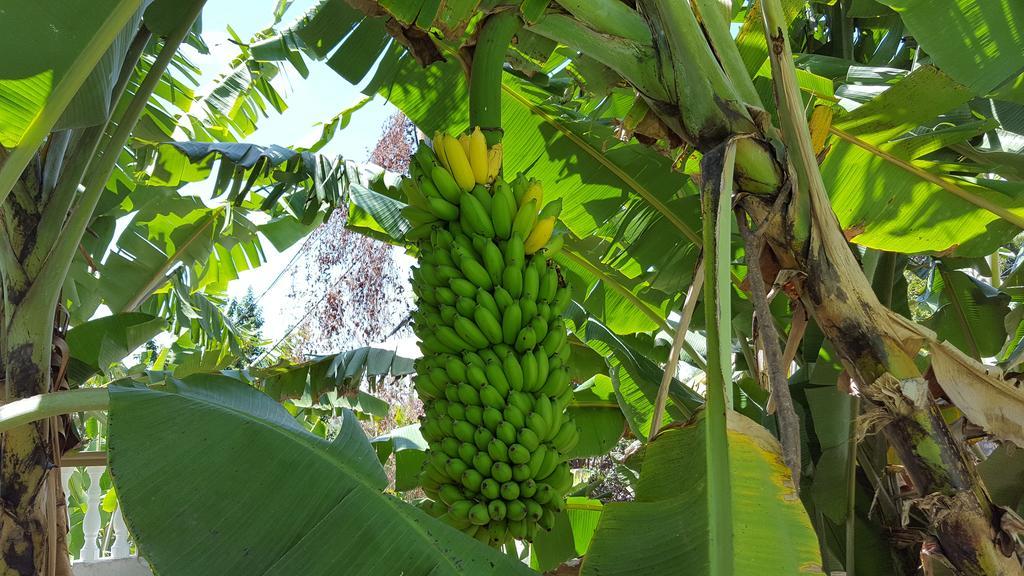 Hibiscus House Seychelles Self Catering Apartment Victoria Luaran gambar