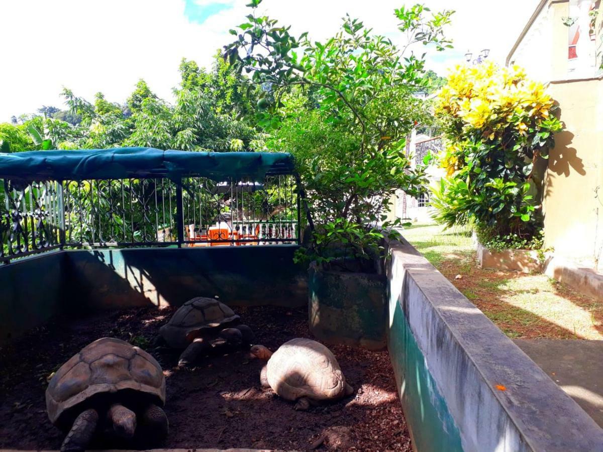 Hibiscus House Seychelles Self Catering Apartment Victoria Luaran gambar